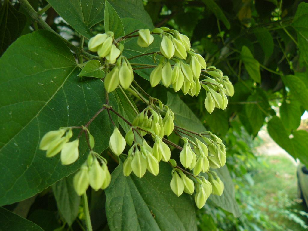 Clerodendron dichotomum e Broussonetia papyrifera